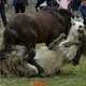 Бои жеребцов в Китае
