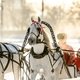 Чемпионат русских троек на Центральном московском ипподроме / Фотограф: Мария Чулкова