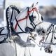 Чемпионат русских троек на Центральном московском ипподроме / Фотограф: Мария Чулкова