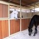  / Фотограф: «Русски мир лошадей»