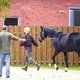 Тренинг спортивных лошадей в Германии принято начинать по достижении 3-летнего возраста
