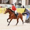 Международные соревнования CSI-1*/J/Ch в Maxima Stables!