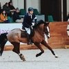 Международные соревнования CSI-1*/J/Ch в Maxima Stables: Итоги второго дня