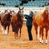 Чемпионат мира среди лошадей породы кватерхорс