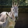 Ученые помогли выжить сомалийскому осленку