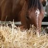 Дефицит селена может быть очень опасен для лошади