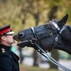 В домашних условиях лошадям живется лучше, чем в дикой среде