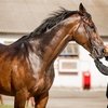 Князь Юсупов завершил скаковую карьеру