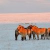 Лошади Пржевальского в Хакасии