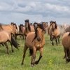 В Башкирии создается гимн лошади