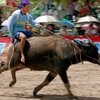 Национальный фестиваль и скачки на буйволах в Тайланде