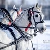 Бега по льду возобновляются на Центральном московском ипподроме