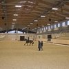 Уроки выездки с Гисленом Фуаржем прошли в Maxima Stables