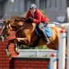 Российских пятиборцев обеспечат лошадьми