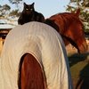 Правдивая история о дружбе кошки и лошади