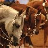Лучших арабских лошадей привезут на конное шоу в США