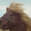 10 самых интересных видео с лошадьми на Youtube 