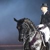 Danish Warmblood National Stallion Horse Show