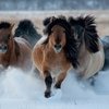 Якутской лошади поставят памятник