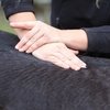 Сеанс у костоправа. Лечение спины лошади методом мануальной терапии