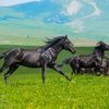 День карачаевской лошади в четвертый раз пройдет в Карачаево-Черкессии