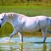 Камарги: Лошади моря