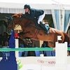 Шведский конкурист дисквалифицирован за жестокое обращение с лошадью