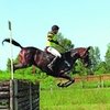 «Классический» выбор. Анализ использования лошадей разных пород в классических видах конного спорта 