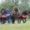 В Ижевске в феврале пройдут соревнования троек лошадей вятской породы