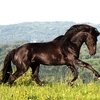 Бахрейн заинтересовался карачаевскими лошадьми для укомплектования конной гвардии
