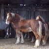 Племенных лошадей тяжеловозной породы привезли из Красноярского края в Забайкалье
