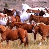 Казахстан получил официальный статус страны, свободной от болезней лошадей