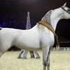 Чемпионат мира арабских лошадей