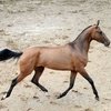 Конное подворье "ИРЭН" предлагает на продажу племенных лошадей ахалтекинской породы.