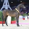 В Париже проходит крупнейшая конная выставка Salon du Cheval.