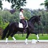 Russian Equestrian Service предлагает к продаже спортивную лошадь