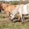 В Тюменской области будут разводить лошадей башкирской породы