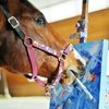 Бывшая скаковая лошадь оплачивает свое лечение рисованием