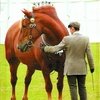 Гиганты конного мира: Лошадь-бочка – это комплимент!