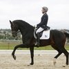 На Чемпионат мира по выездке среди молодых лошадей едут лошади из КСК "Карцево"