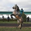 В Чечне появится новая порода лошадей