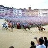 Итальянские зоозащитники требуют пересмотреть правила скачек Palio di Siena