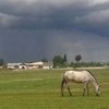 Трагедия в КСК "Царицына горка"