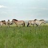 Фотовыставка «Лошадь Пржевальского: последняя дикая лошадь на земле»