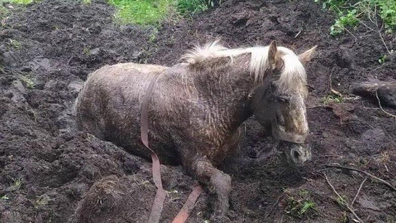 В Белоруссии спасли увязшую в болоте лошадь