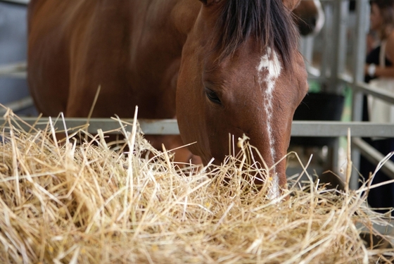 Дефицит селена может быть очень опасен для лошади