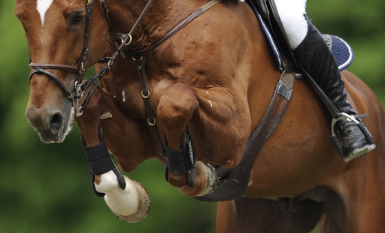 CSIO3*, Будапешт. Россияне в призах!