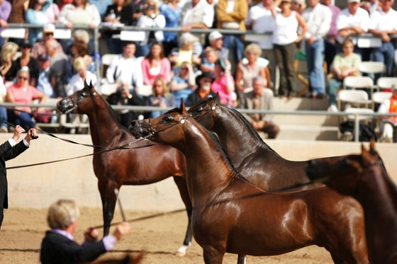Scottsdale Arabian Horse Show 