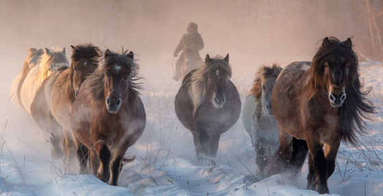 Якутская супер-лошадь: невероятные фотографии