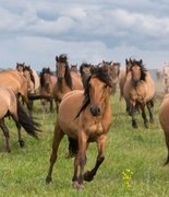 В Башкирии создается гимн лошади